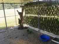 Courette extérieure du box commun chat